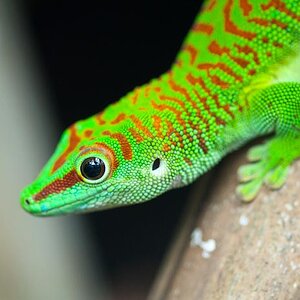 090630 0036 Zoo Makros