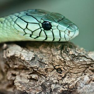 090630 0048 Zoo Makros
