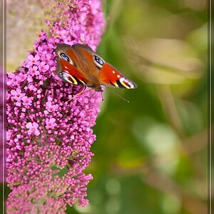 Schmetterling 1