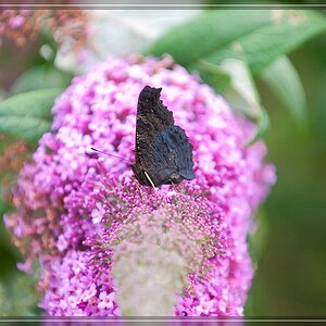 Schmetterling 4