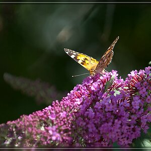 Schmetterling 5