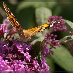 Schmetterling 7