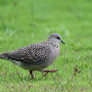 Perlhalstaube (spotted dove)

s529 bHabarana SpottedDove 4242