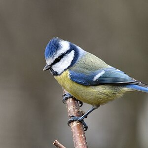 comp DSC 4823

Blaumeise