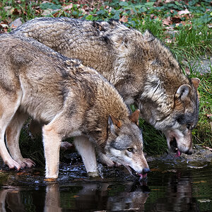 Wolf 5
