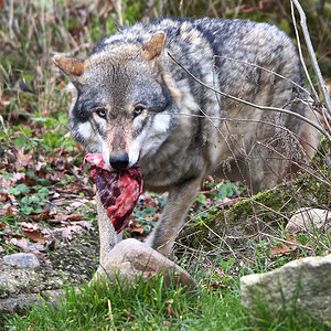 Wolf 3