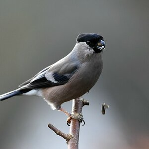 comp DSC 7103