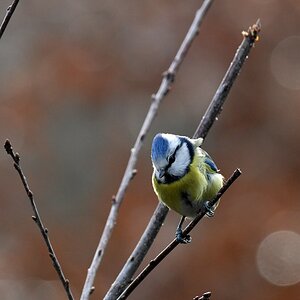 comp DSC 7060

Blaumeise
