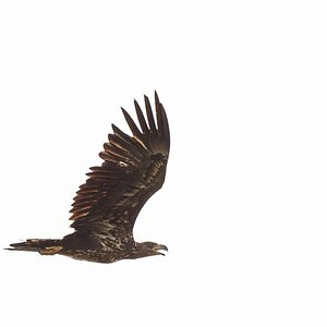 Seeadler