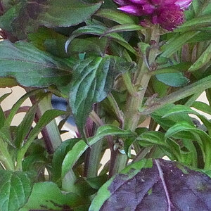 test5 (2) 18 55 AF