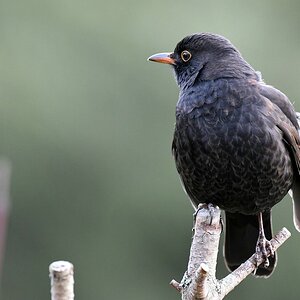 comp DSC 7190

Amsel