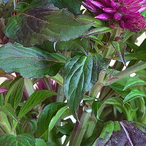 test9 (2) MF