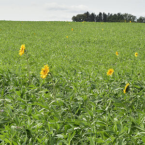 DSC 2918 forum crop 100