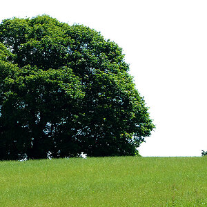DSC 0536 forum crop 100