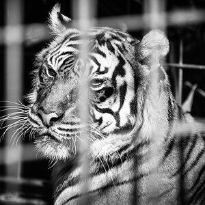 Tiger im Käfig 

(aufgenommen in der Wilhelma Stuttgart)