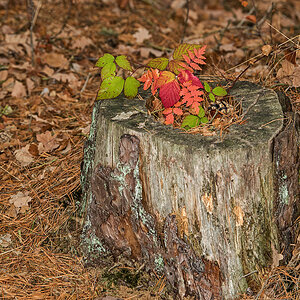 Herbstlicher Baumstumpf