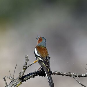 D72 4229a Buchfink