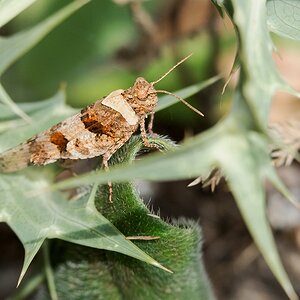 D75 8632 Zikade IA Kreta 6 2018