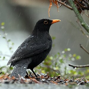 comp DSC 7459

Amsel