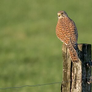 D50 8077 Falke Rückansich IAt 10 2018