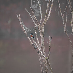 King Fisher, Costa Rica
