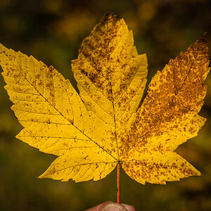 Herbst Hohenburg Blatt