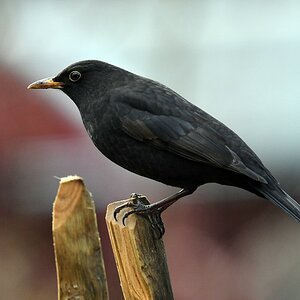 comp DSC 7882

Amsel