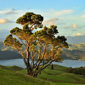 Abenddämmerung in Coromandel
