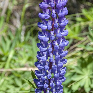 Lupine