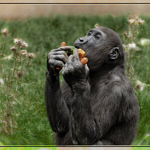 der Vegetarier 1200