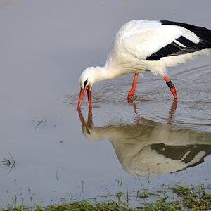 storch neckar 1200