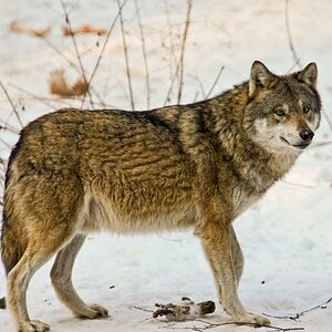 Grauwolf