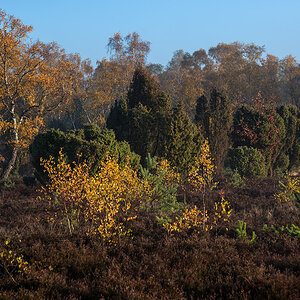 Novemberheide