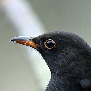 comp DSC 8837

Amsel