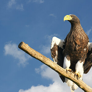 Riesenseeadler