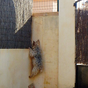 El.Gato.4