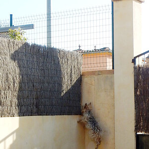 El.Gato.3