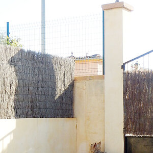 El.Gato.2