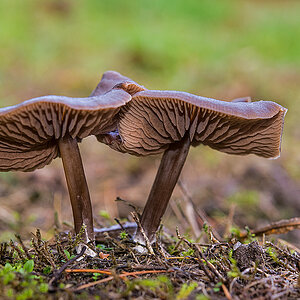 Rasenpilz