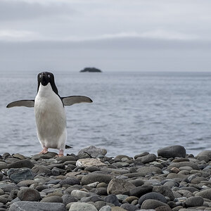 Adeliepinguin