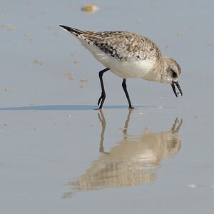 Bird 1200