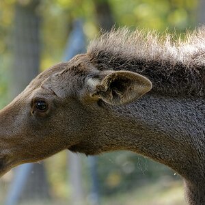 Elchkalb I