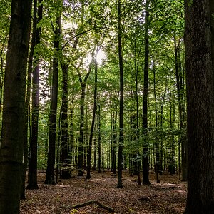 TZ DSC02935 A