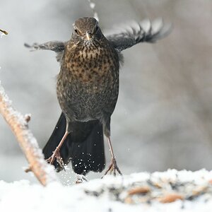 comp DSC 94

Amsel