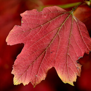 herbstblatt 1200