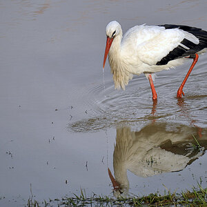 storch neckar 1202