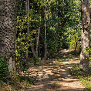 Waldweg