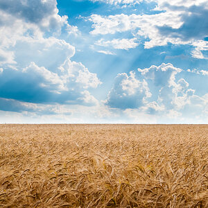 Kornfeld im Sommer
