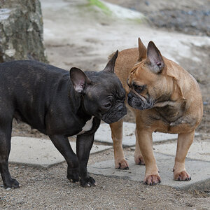 Hunde Action 02
