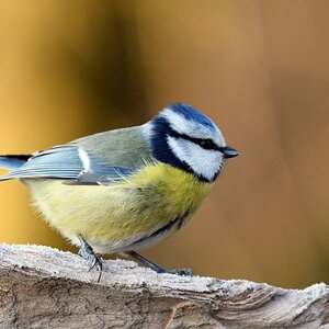 comp DSC 6126


Blaumeise
